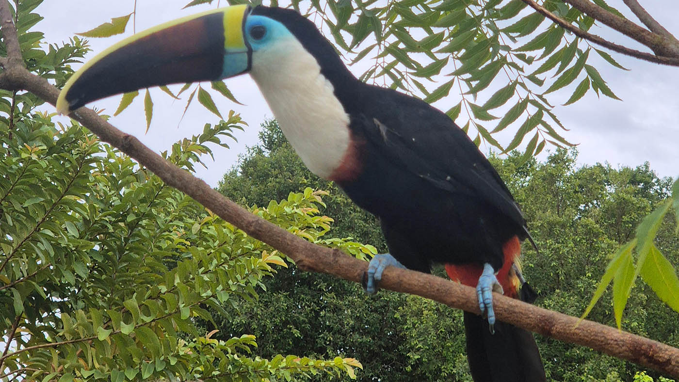 Caza y deforestación amenazan dos especies de aves, pero un santuario ancestral del Putumayo es su refugio